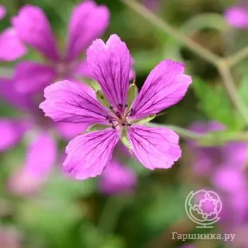 Герань садовая А.Т. Джонсон