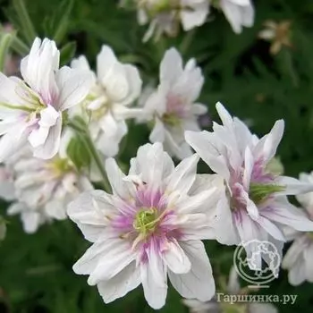 Герань садовая Дабл Джевел