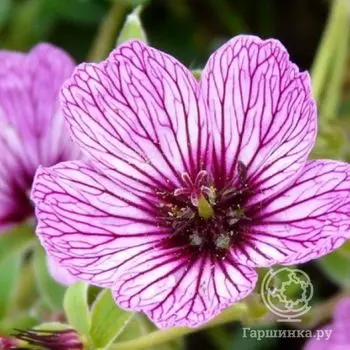 Герань садовая Лоуренс Флэтмен