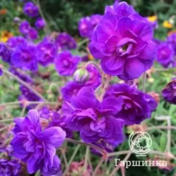 Герань садовая Пленум