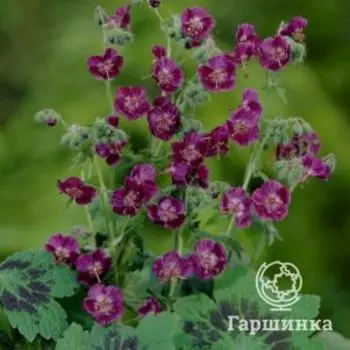 Герань темная Самобор