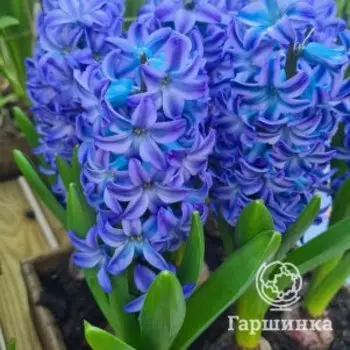Гиацинт Аква 1 шт
