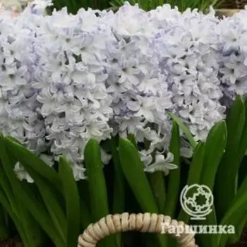 Гиацинт Блю Айз 3 шт