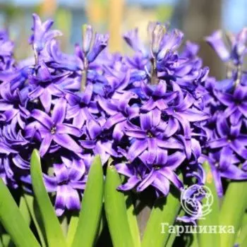 Гиацинт Блю Перл 3 шт
