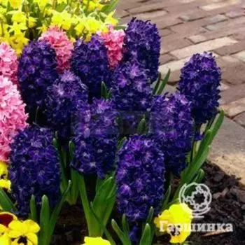 Гиацинт Блю Сапфир 2 шт