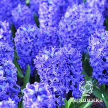 Гиацинт Блю Стар 3 шт