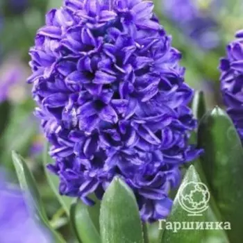 Гиацинт Блю Трофи 3 шт