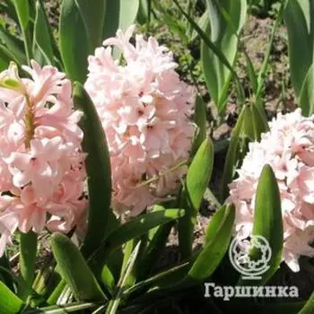 Гиацинт Чайна Пинк 3шт