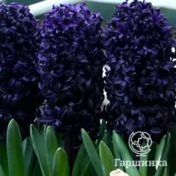 Гиацинт Дарк Дименшн темно-синий 1 шт