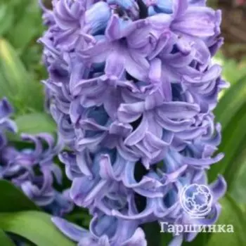 Гиацинт Дельфт Блю 3 шт