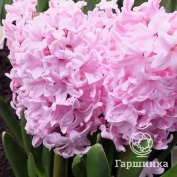 Гиацинт Фондант 1 шт