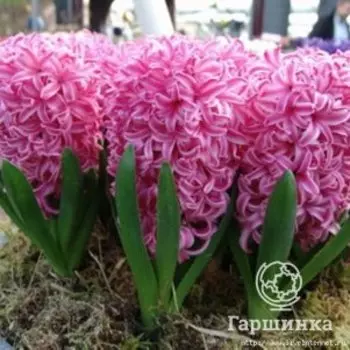 Гиацинт Фондант 3 шт