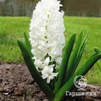 Гиацинт Карнеги 3 шт