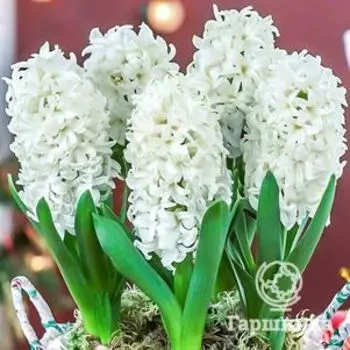 Гиацинт Лувр 3 шт