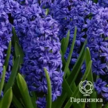 Гиацинт Манхеттен 2 шт