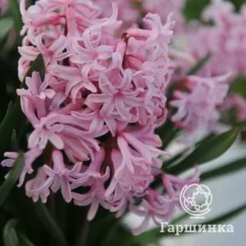 Гиацинт Мультифлора Пинк 2 шт