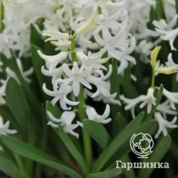 Гиацинт Мультифлора Вайт 2 шт