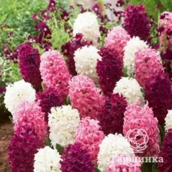 Гиацинт Пинк Перл 3 шт