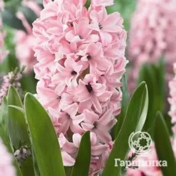 Гиацинт Пинк Сюрпрайз 3 шт