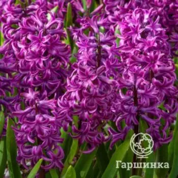 Гиацинт Пурпл Сенсейшн 3 шт
