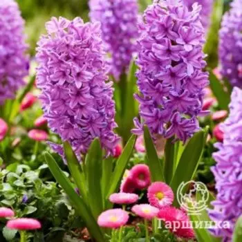 Гиацинт Пурпл Войс 3 шт
