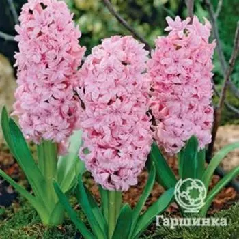 Гиацинт Розетта 2 шт