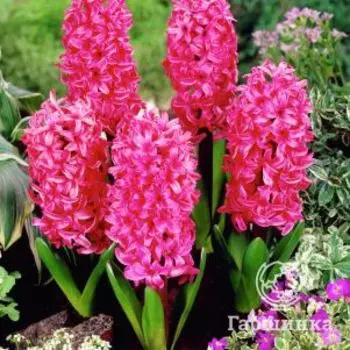 Гиацинт Скарлет Перл 3шт