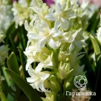 Гиацинт Сноу Кристал 2 шт