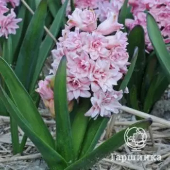 Гиацинт Спринг Бьюти 1 шт