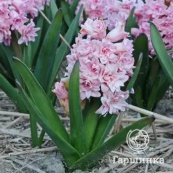 Гиацинт Спринг Бьюти 2 шт