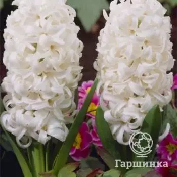 Гиацинт Вайт Перл 3шт