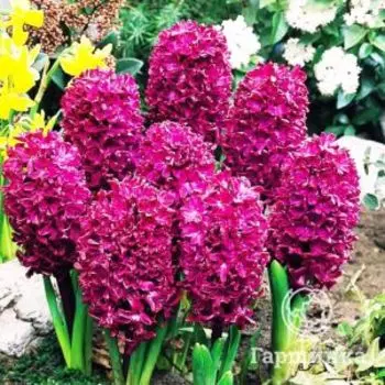 Гиацинт Вудсток 3 шт