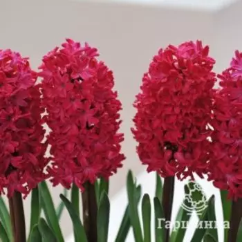 Гиацинт Ян Бос 3 шт