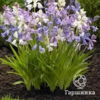 Гиацинтоидес смесь 8 шт