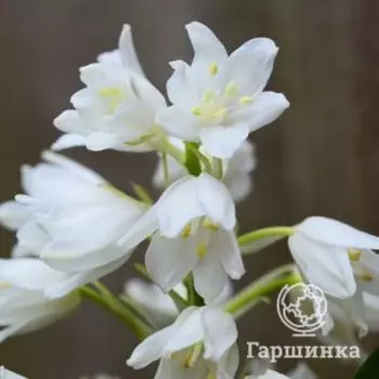 Гиацинтоидес Вайт 8 шт