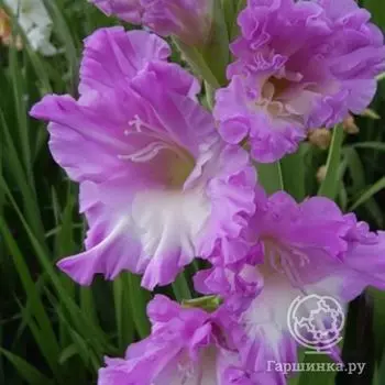 Гладиолус Афродита 4 шт