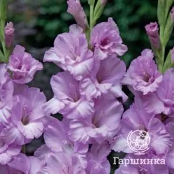 Гладиолус Альфа