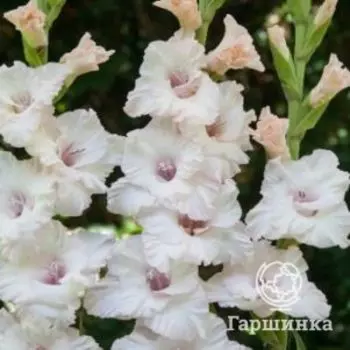 Гладиолус Альмара