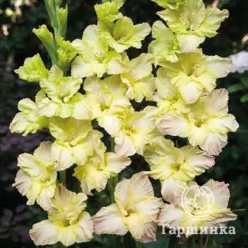 Гладиолус Алисия 5 шт