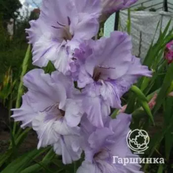 Гладиолус Андрей Первозванный