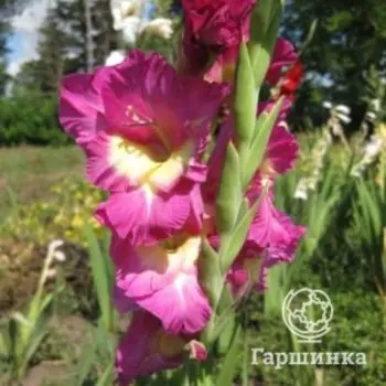 Гладиолус Анук 3 шт