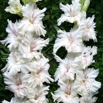 Гладиолус Апостол Петр