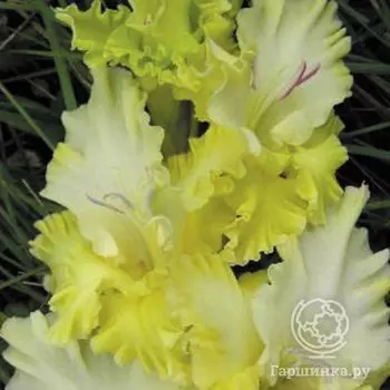 Гладиолус Ажурная вязь 4 шт