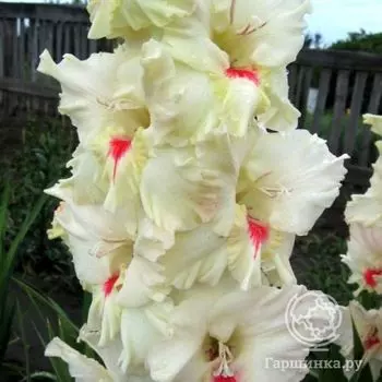 Гладиолус Беле 4 шт
