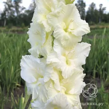 Гладиолус Белый Медведь