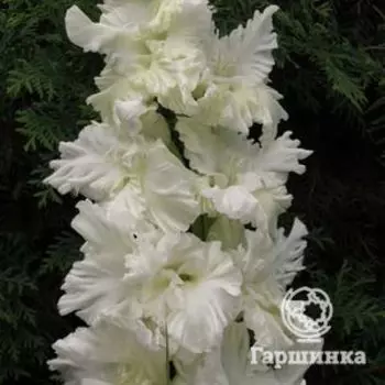 Гладиолус Белый волшебник