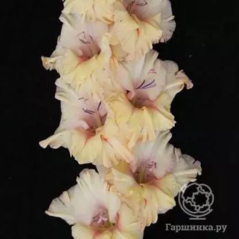 Гладиолус Блеск янтаря 4 шт