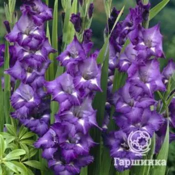 Гладиолус Блю Изл 5 шт