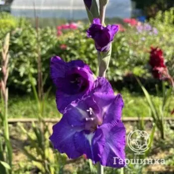 Гладиолус Блю Изл 3шт