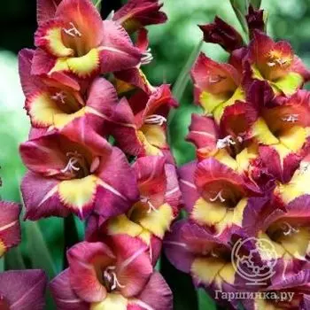 Гладиолус Брешиа 5 шт.